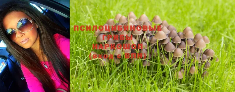 Галлюциногенные грибы Psilocybe  Северодвинск 